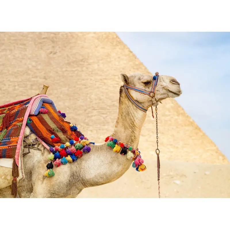 realistic-camel-at-egypt-pyramid-fabric-panel