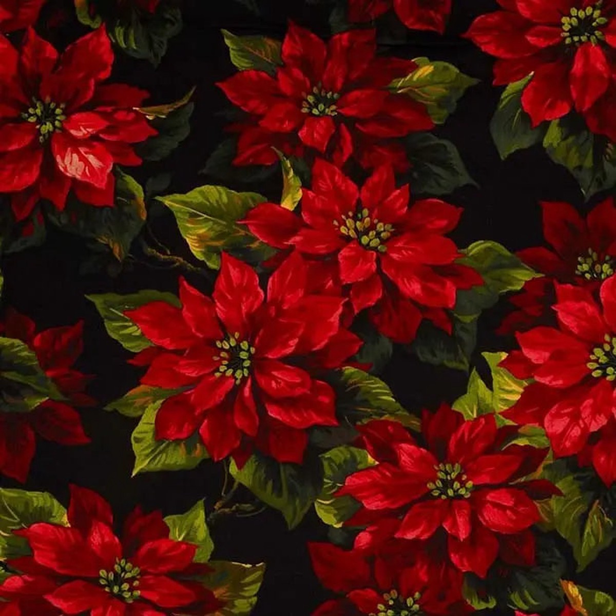 black-scarlet-poinsettia-cotton-wideback-fabric-per-yard