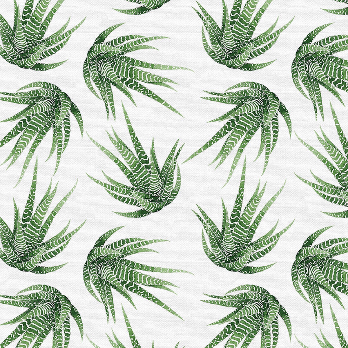 haworthia