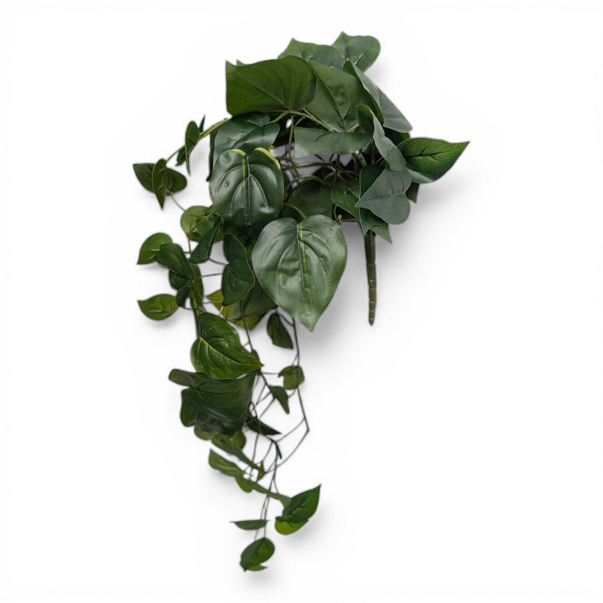 heartleaf-philodendron-hanging-bush-trailing-ivy-drooper