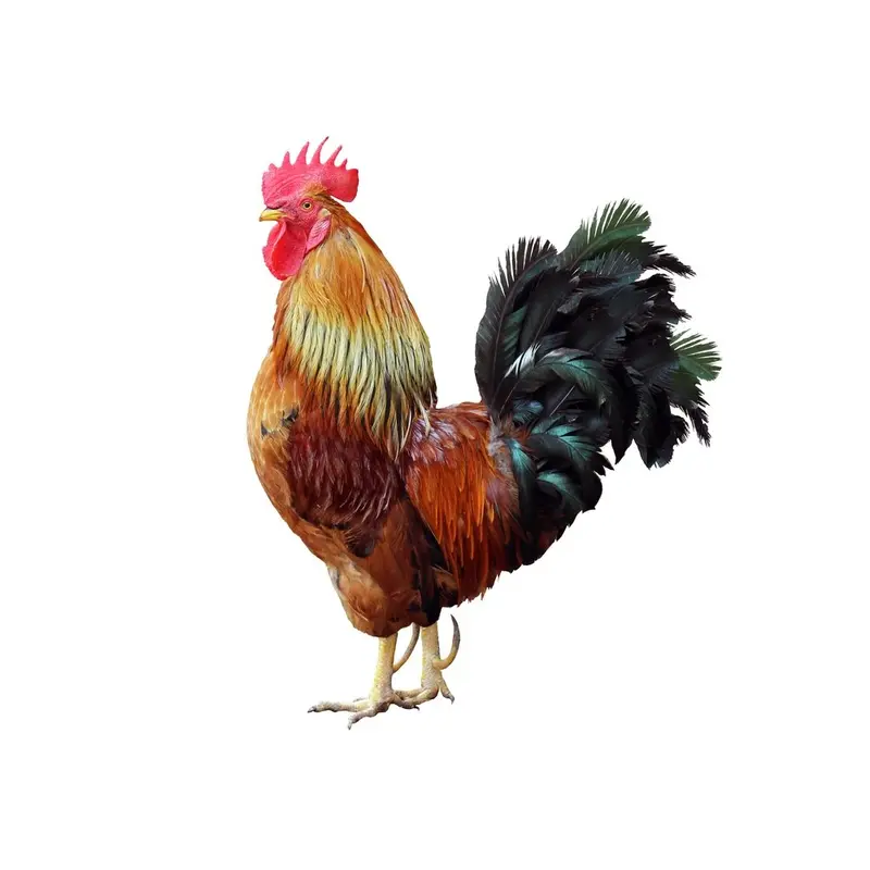 picturesque-rooster-fabric-panel