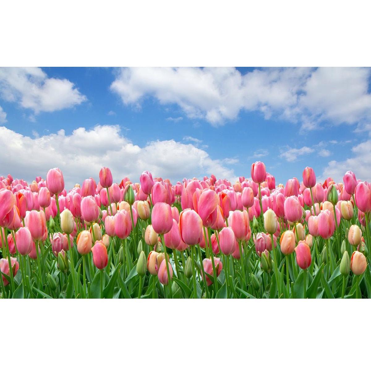 realistic-field-of-pink-tulips-fabric-panel