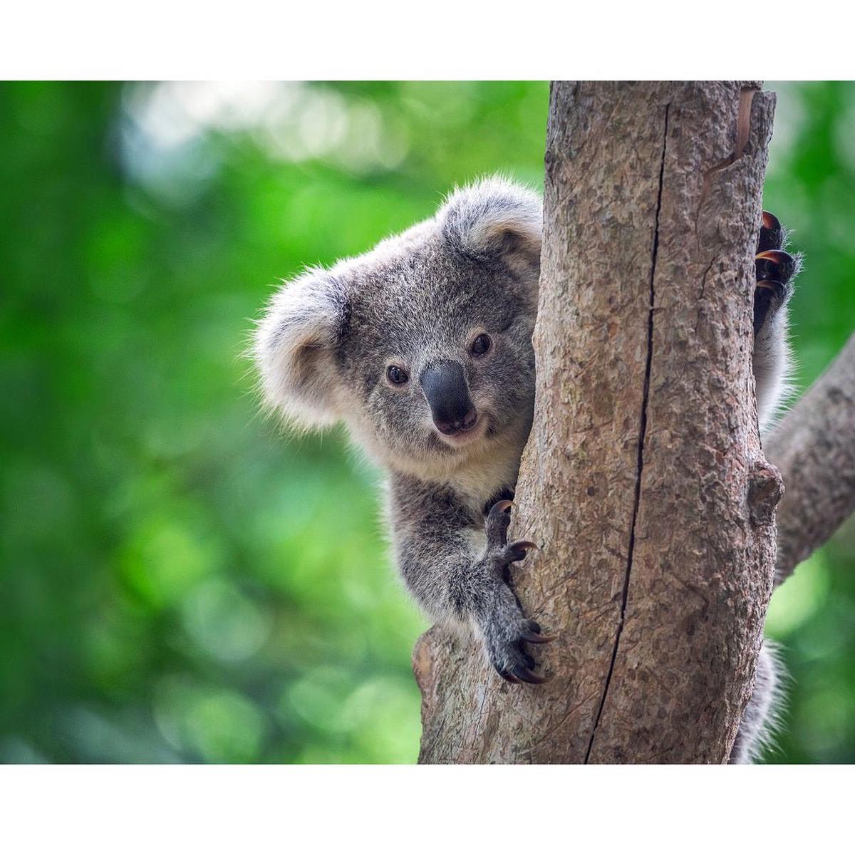 realistic-baby-koala-in-tree-fabric-panel