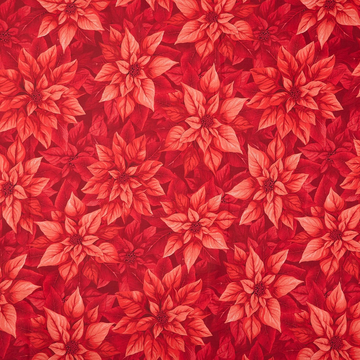 poinsettia-splendor-poinsettia-red-108-wide-backing