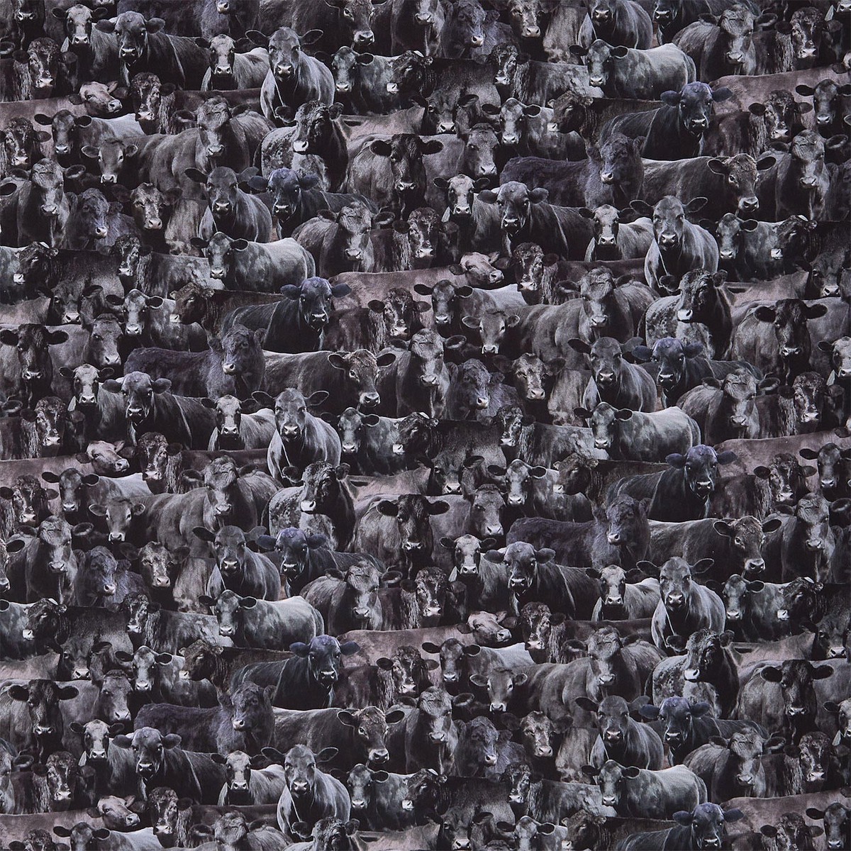 home-on-the-range-packed-cows-black-yardage