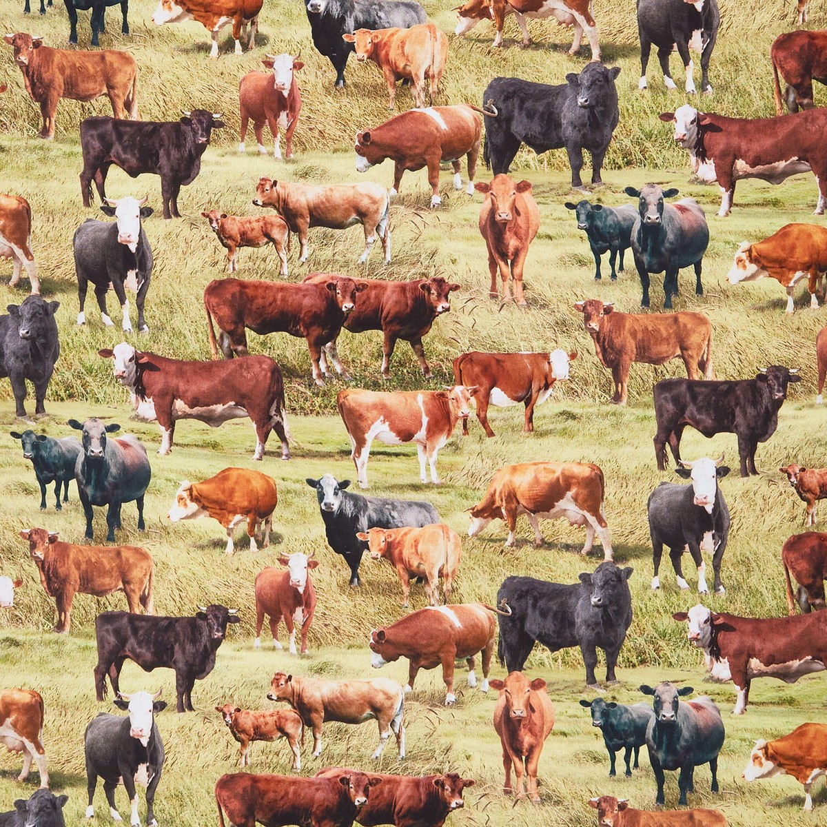 home-on-the-range-cattle-farm-green-yardage