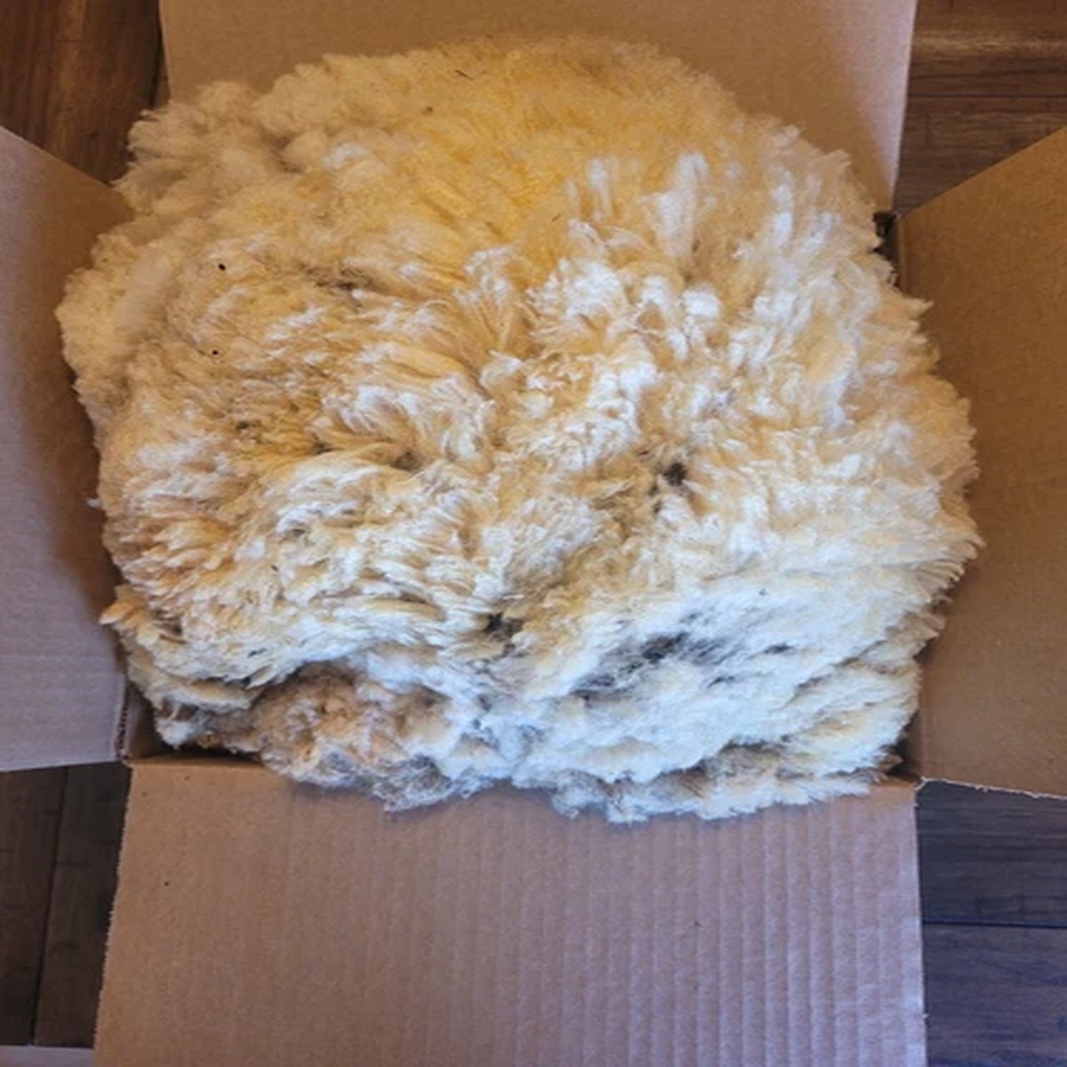 wool-2-lb-box-finn-dorset-tunis-crossed-wool-raw-unwashed