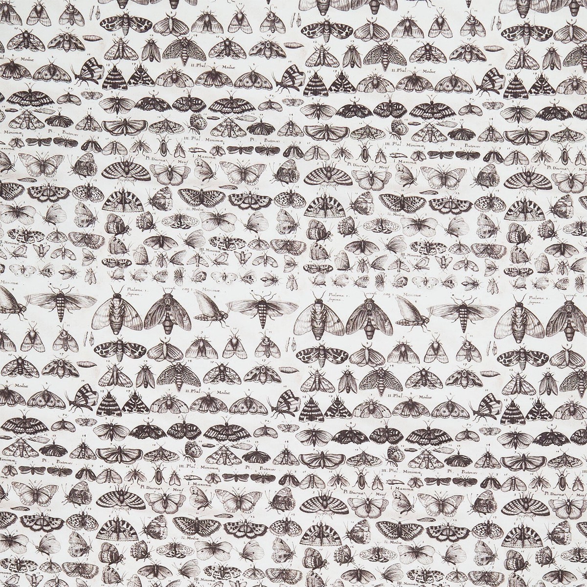 eclectic-elements-palette-moths-charcoal-yardage